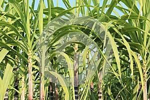 Sugarcane plants growing
