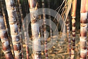 Sugarcane plants growing