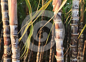 Sugarcane plants growing
