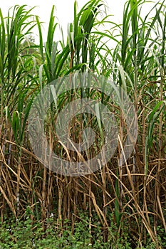Sugarcane plants growing