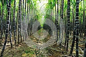 Sugarcane plants photo