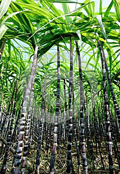 Sugarcane plants