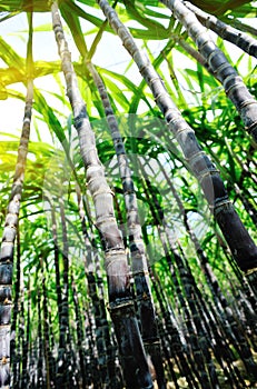 Sugarcane plants