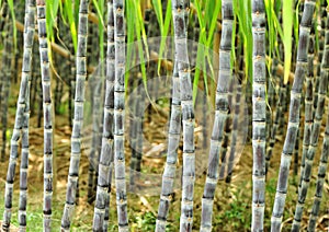 Sugarcane plants