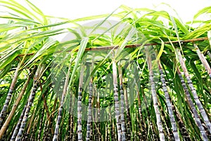 Sugarcane plants