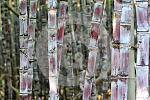 Sugarcane plants