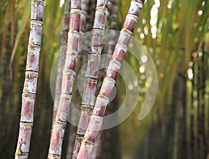 Sugarcane plants