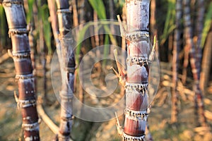 Sugarcane plants growing