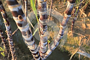 Sugarcane plants growing