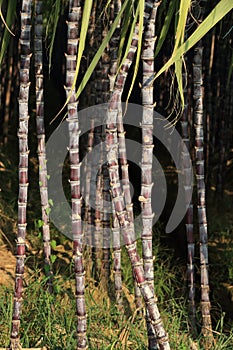 Sugarcane plants growing