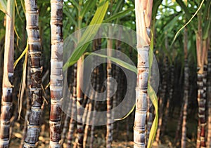 Sugarcane plants growing