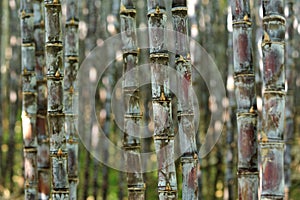 Sugarcane plants growing