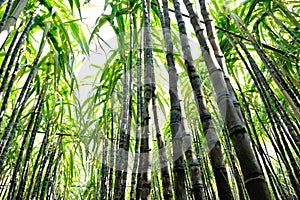 Sugarcane plants growing