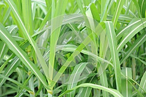 Sugarcane plants in growth