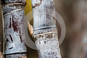 Sugarcane plants in growth