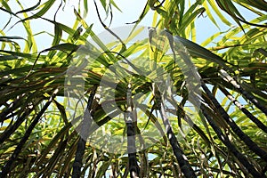 Sugarcane plants in growth at field