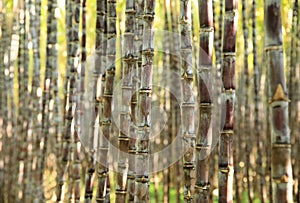Sugarcane plants in growth at field