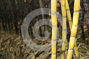 Sugarcane plants in growth at field