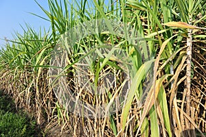 Sugarcane plants in growth at field