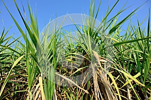 Sugarcane plants in growth at field