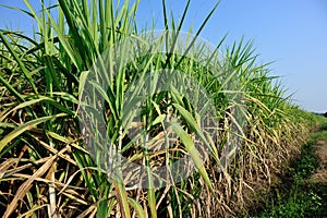 Sugarcane plants in growth at field