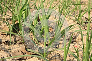 Sugarcane plants in growth at field