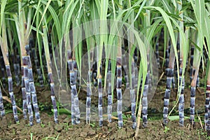 Sugarcane plants in growth at field