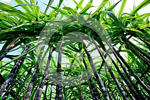 Sugarcane plants