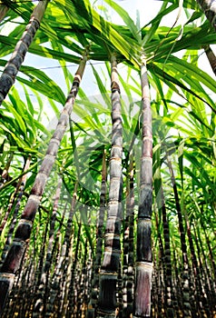 Sugarcane plants