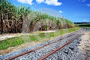 Sugarcane plants and train rail tracks