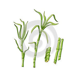 Sugarcane plants on a white isolated background. Green leaves and stems. Vector illustration in the cartoon style.