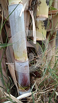 Sugarcane plats