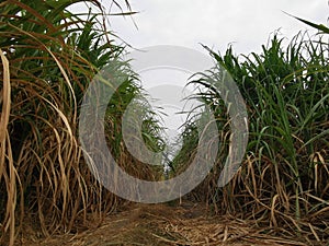 sugarcane production field at harvesting time