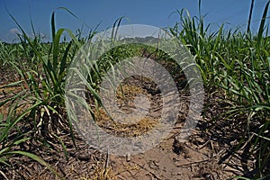 Sugarcane production field, weed management