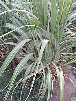 SUGARCANE ,SACCARAM OFFICINARUM