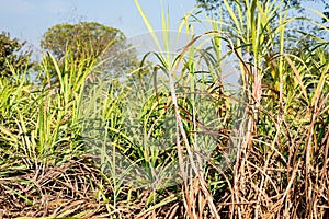 Sugarcane saplings growing