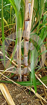 Sugarcane sown in the field at gujrat india,11 august 2020.