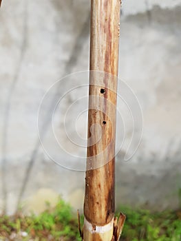 Sugarcane stem borer injured in Viet Nam. photo