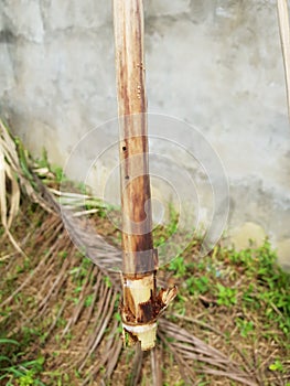 Sugarcane stem borer injured in Viet Nam. photo
