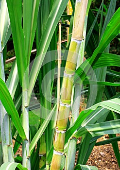 Sugarcane stems and leaves.