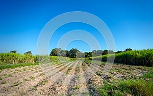 Sugarcane, sugar cane field with spring sky landscape