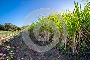 Sugarcane, sugar cane field with spring sky landscape