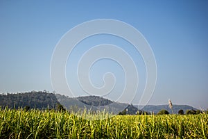 Sugarcane, sugarcane, green, sky, blue ocean, mountains, brown.