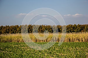 Sugarcane, sugarcane, green, sky, blue ocean, mountains, brown.