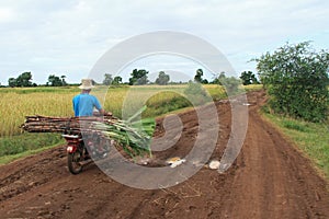 Sugarcane Trader