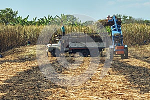 sugarcane truck transportation harvest