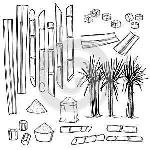 Sugarcane. Vector illustration