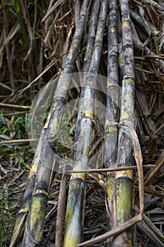 Sugarcane is vegetatively propagated for commercial cultivation.
