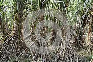 Sugarcane is vegetatively propagated for commercial cultivation.