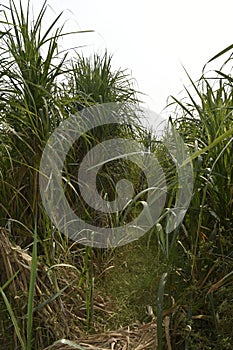 Sugarcane is vegetatively propagated for commercial cultivation.